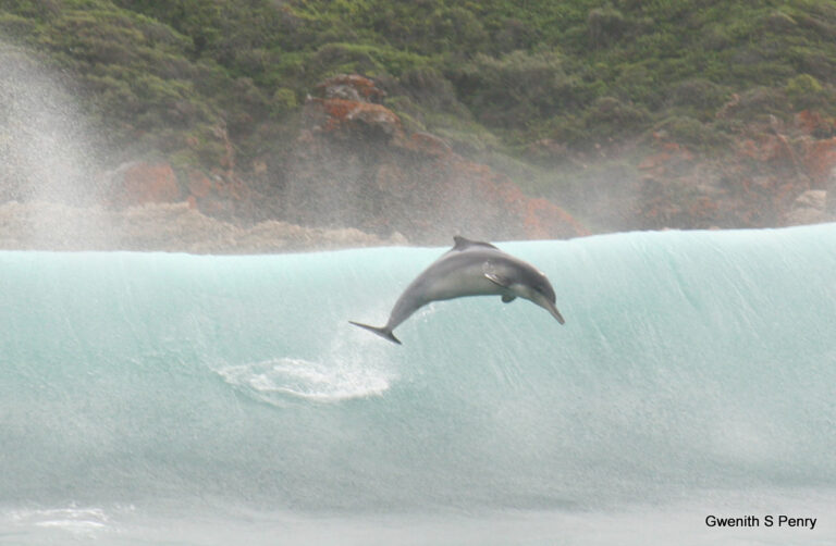5 of Plett’s Overlooked Marine Wonders 